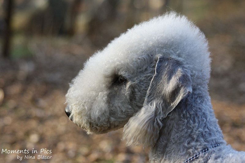 Airsi Blue Volshebny Svet 2010-04-14 (4).JPG